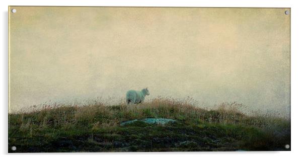 solitary sheep Acrylic by Heather Newton