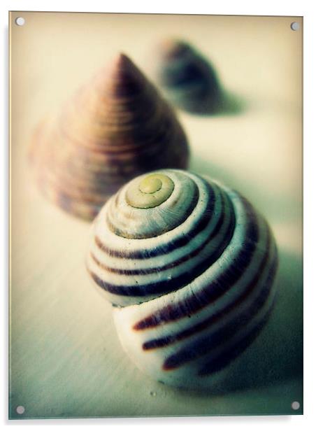 vintage seashells Acrylic by Heather Newton