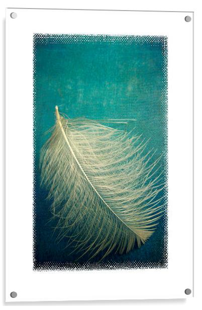 as soft as a feather Acrylic by Heather Newton