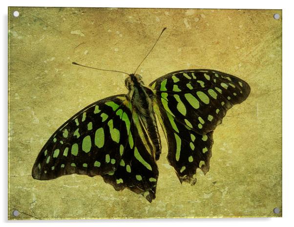 Tailed Jay butterfly Acrylic by Heather Newton