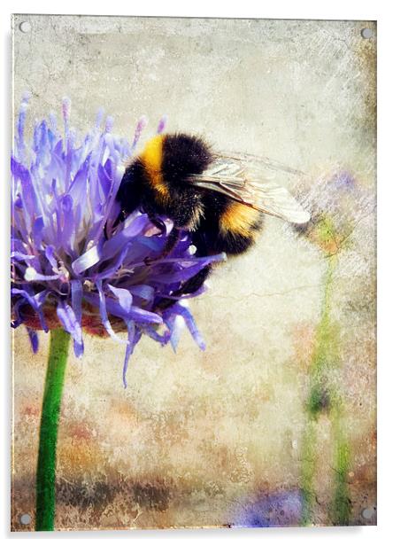 bumblebee blues Acrylic by Heather Newton