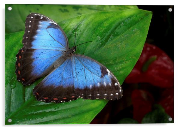 blue morpho and red anthuriums Acrylic by Heather Newton