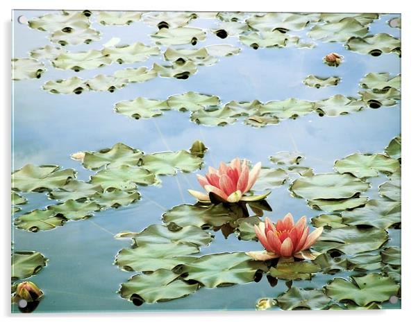 the tranquility of water lilies Acrylic by Heather Newton