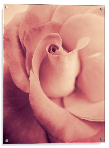 blushing rose Acrylic by Heather Newton