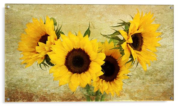 4 sunflowers Acrylic by Heather Newton