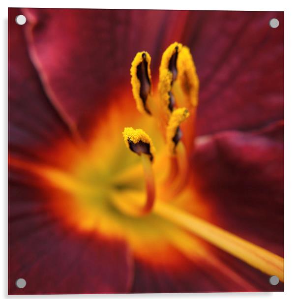 fiery lily  Acrylic by Heather Newton