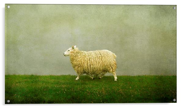  Shetland sheep Acrylic by Heather Newton