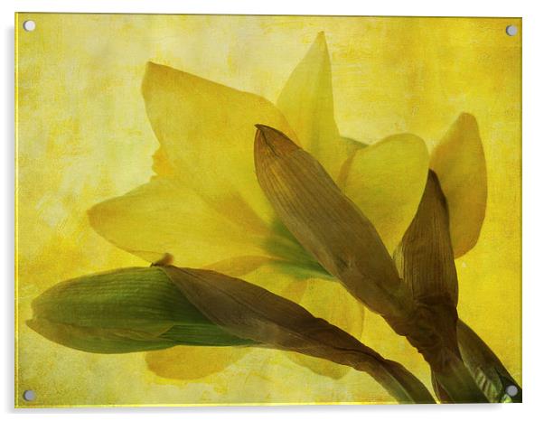  daffodil days Acrylic by Heather Newton