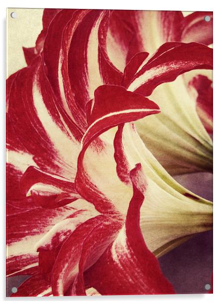  trumpet lilies Acrylic by Heather Newton