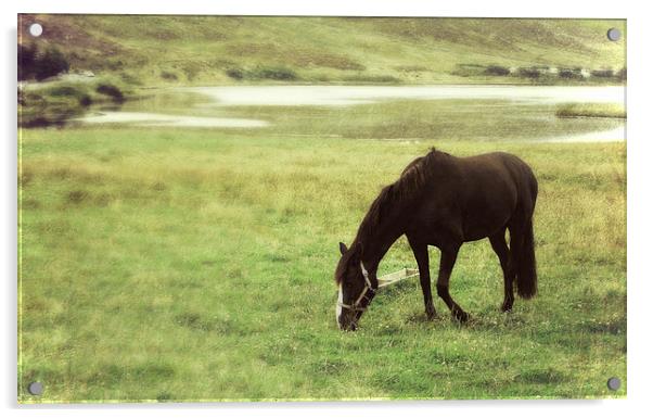  grazing by Clickimin Loch Acrylic by Heather Newton