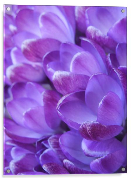 violet crocuses Acrylic by Heather Newton