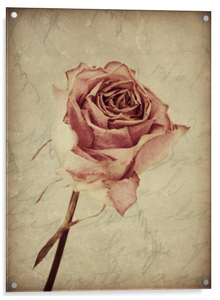 a lover's rose  Acrylic by Heather Newton