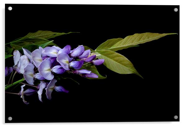 wisteria night  Acrylic by Heather Newton