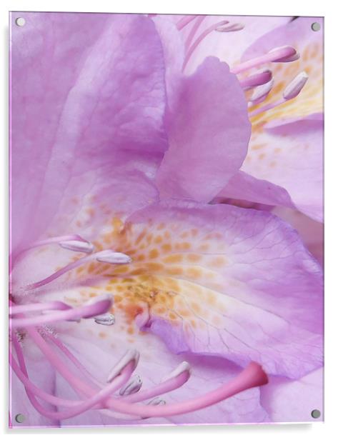 Rhododendron rising Acrylic by Heather Newton