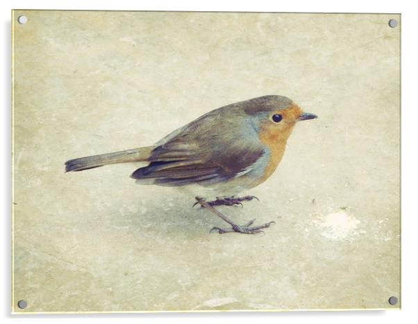 little visitor Acrylic by Heather Newton
