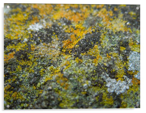 lichen landscape Acrylic by Heather Newton