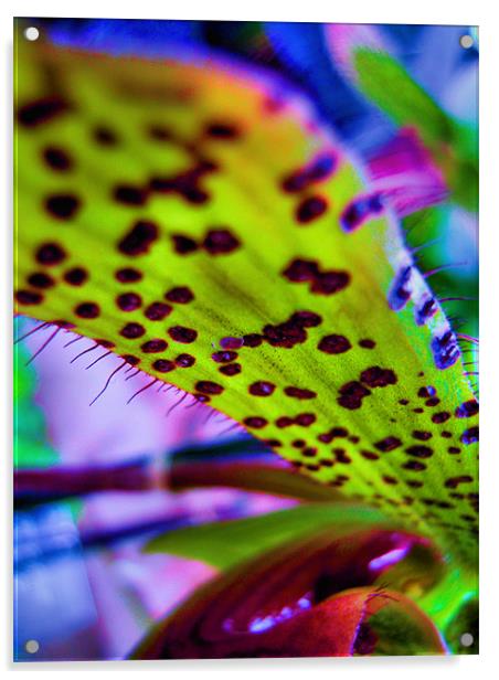 neon orchid Acrylic by Heather Newton