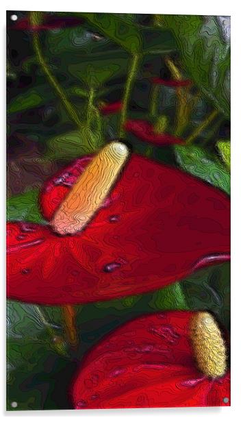 red anthuriums Acrylic by Heather Newton