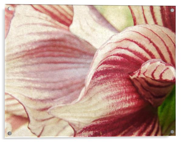 lily in stripes Acrylic by Heather Newton