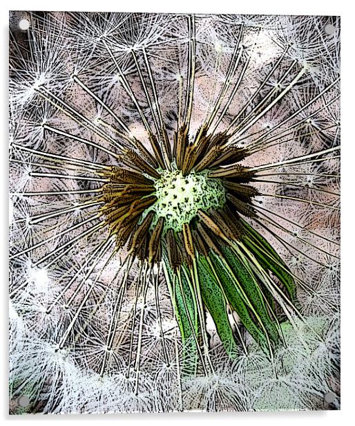 graphic dandelion clock Acrylic by Heather Newton