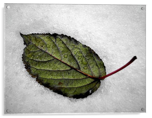 white snow, green leaf Acrylic by Heather Newton