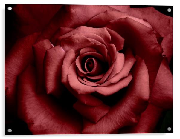 romantic raspberry rose Acrylic by Heather Newton