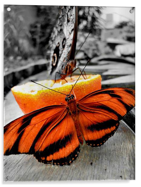 tiger butterfly Acrylic by Heather Newton