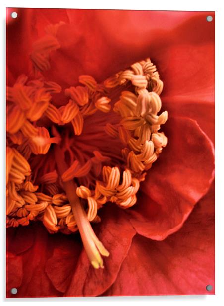 red camelia Acrylic by Heather Newton