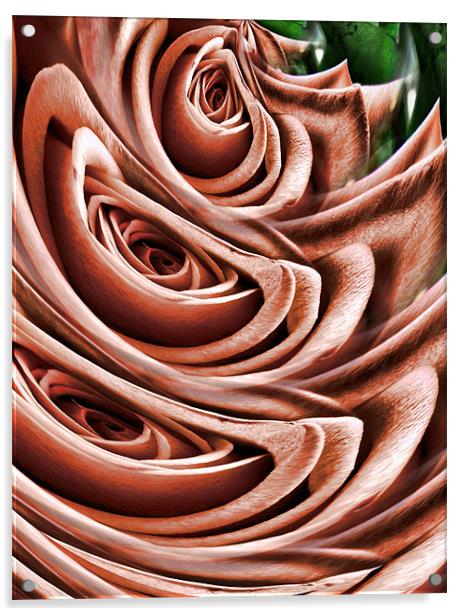 graphic rose Acrylic by Heather Newton