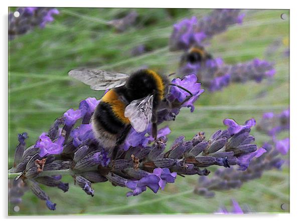 bumble bees and lavender Acrylic by Heather Newton