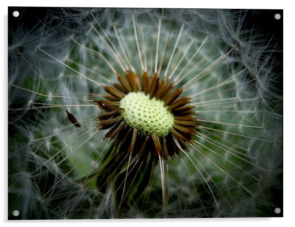 secret world of the dandelion Acrylic by Heather Newton