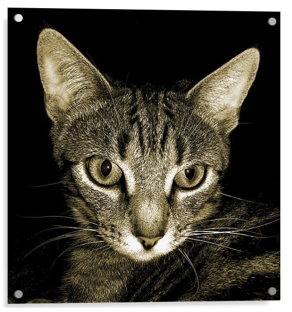 tabby cat in sepia Acrylic by Heather Newton