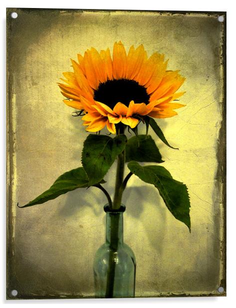 vintage sunflower Acrylic by Heather Newton