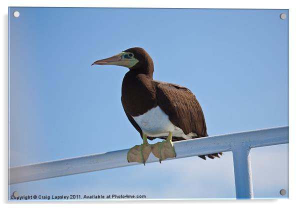 Brown Booby resting Acrylic by Craig Lapsley