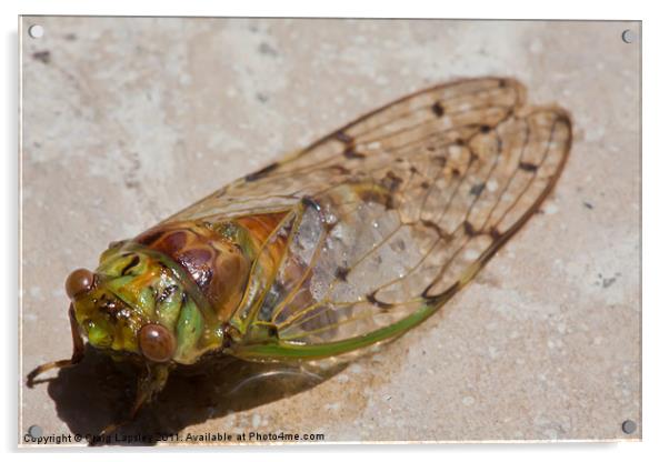 cicada drying out Acrylic by Craig Lapsley