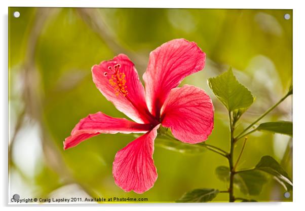 Pink Hibiscus flower Acrylic by Craig Lapsley