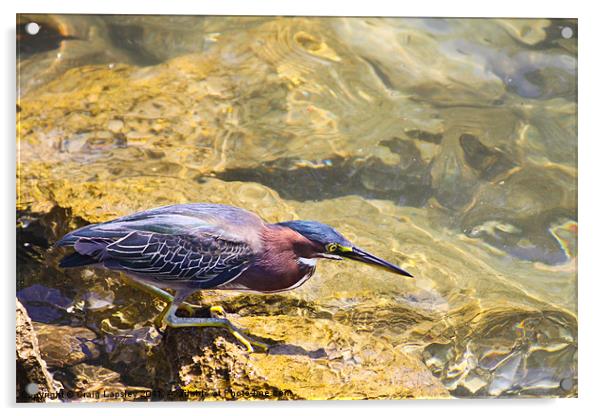Green Heron fishing Acrylic by Craig Lapsley