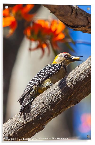 woodpecker eating a grub 2 Acrylic by Craig Lapsley