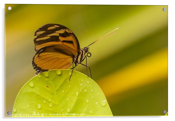 orange butterfly profile Acrylic by Craig Lapsley