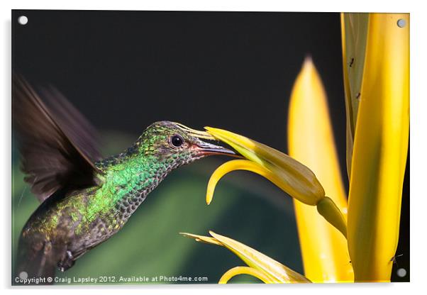 hummingbird feeding Acrylic by Craig Lapsley