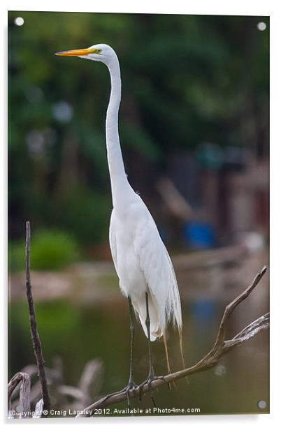 Great Egret on branch Acrylic by Craig Lapsley