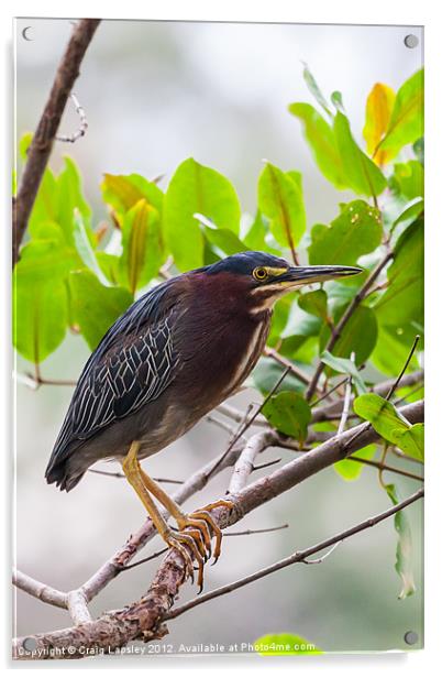 Green Heron in a tree Acrylic by Craig Lapsley