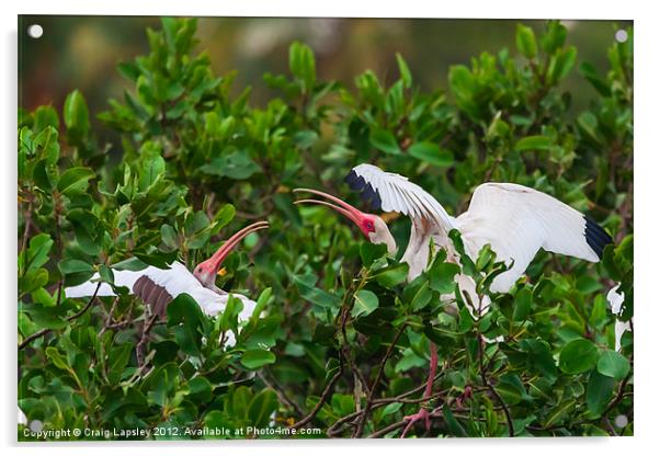two white ibis Acrylic by Craig Lapsley