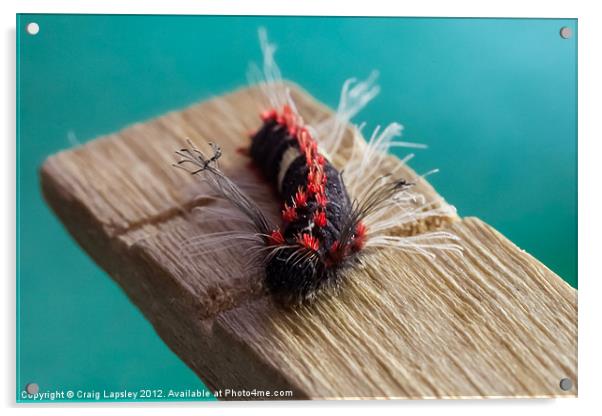 hairy punk Caterpillar Acrylic by Craig Lapsley