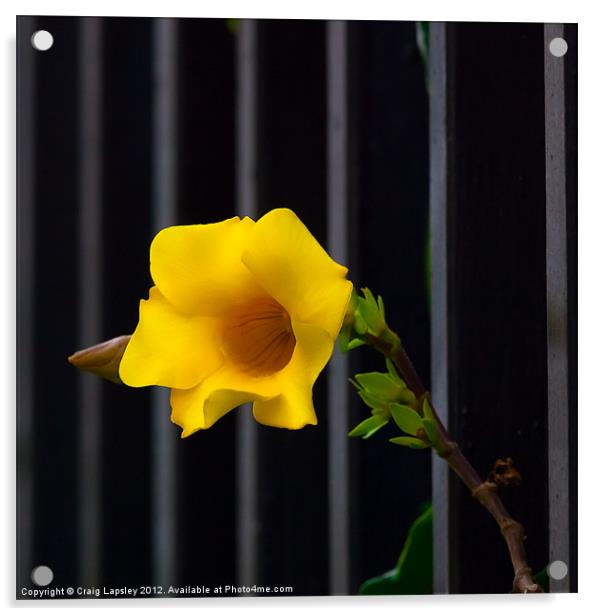 yellow flower escapes Acrylic by Craig Lapsley