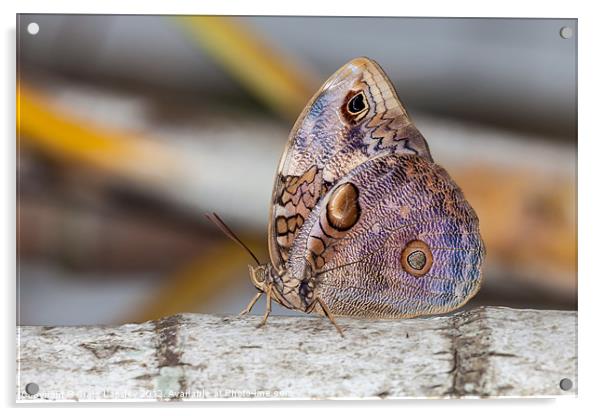 Owl Butterfly Acrylic by Craig Lapsley