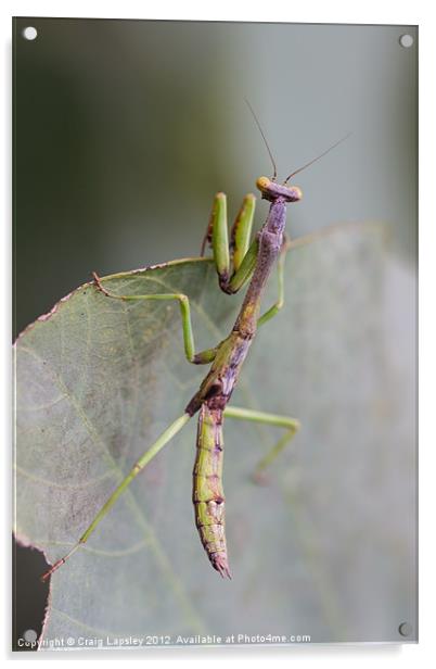 praying Mantis Acrylic by Craig Lapsley