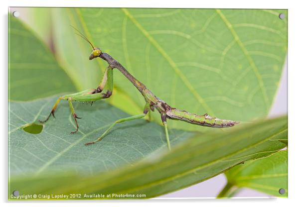 praying mantis hunting Acrylic by Craig Lapsley