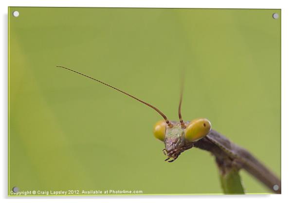 praying mantis head Acrylic by Craig Lapsley