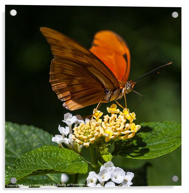 orange butterfly Julia Acrylic by Craig Lapsley